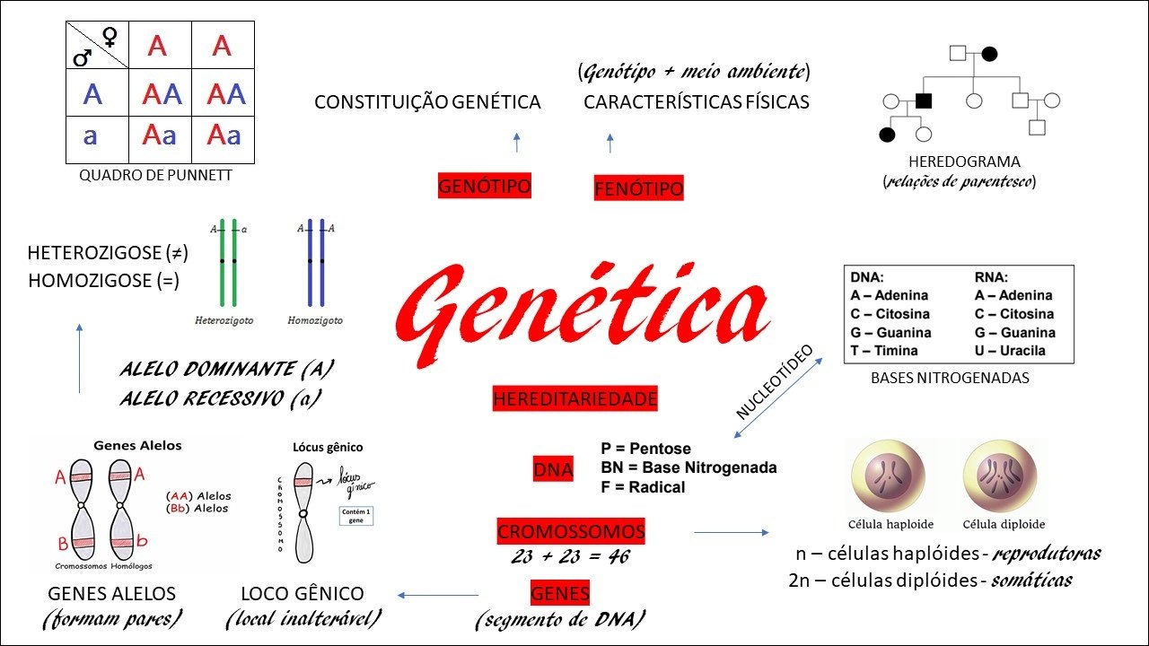 Conceitos de Genética